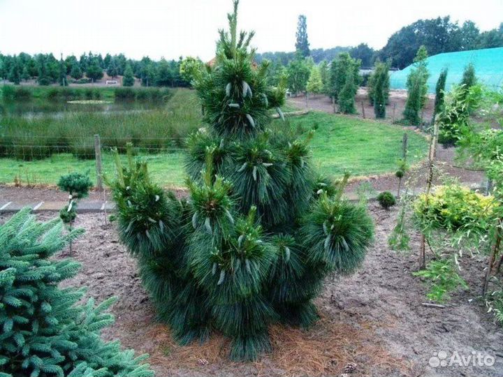 Сосна шверина витхорст