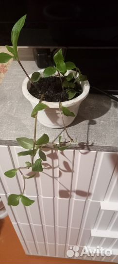 Комнатные цветы