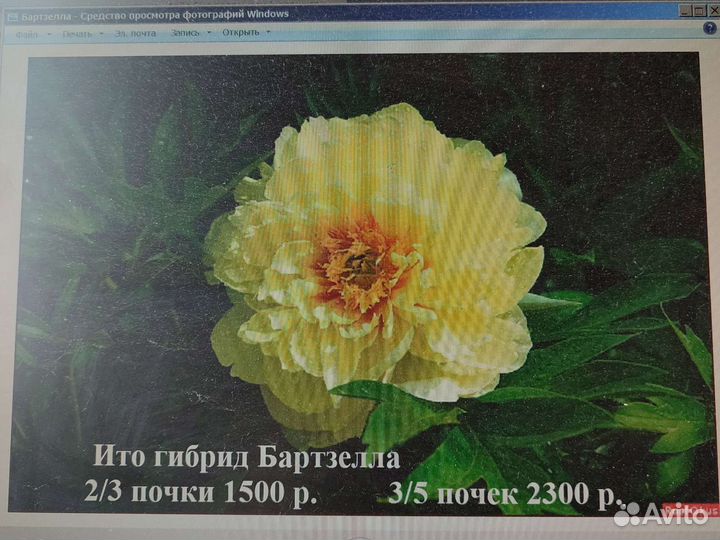 Пионы жёлтые, рододендроны, магония