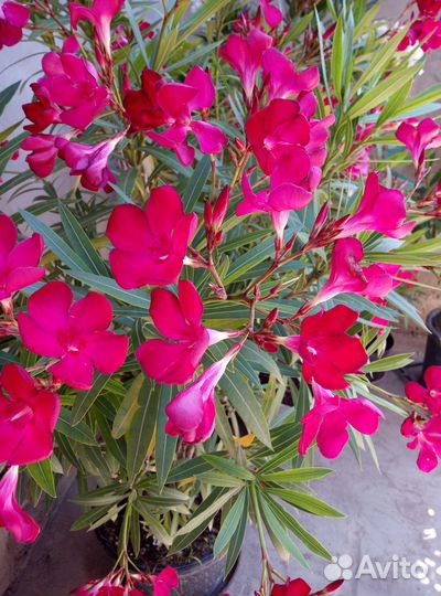 Олеандр большой