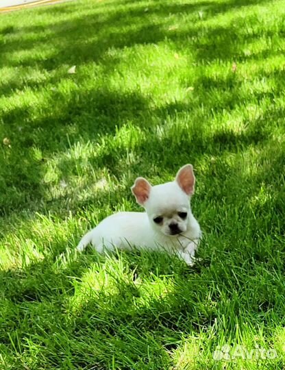 Эксклюзивный щенок Чихуахуа