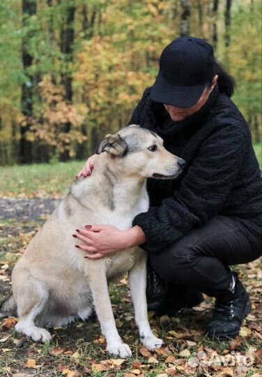 Собаки бесплатно