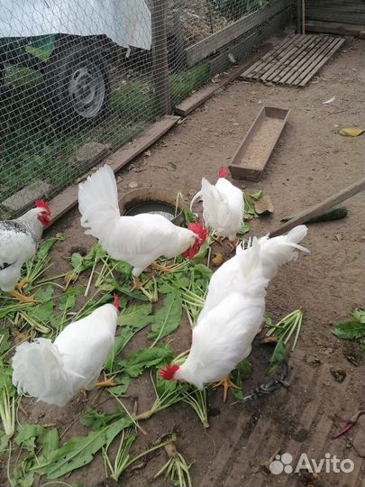 Петух Леггорн