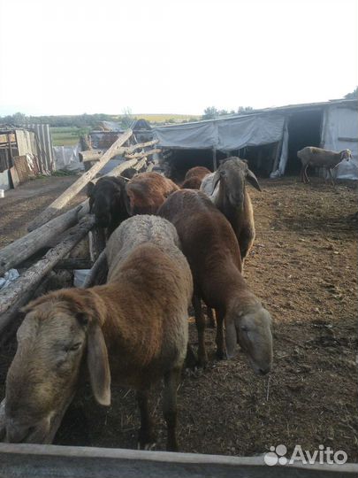 Бараны гиссарские на племя
