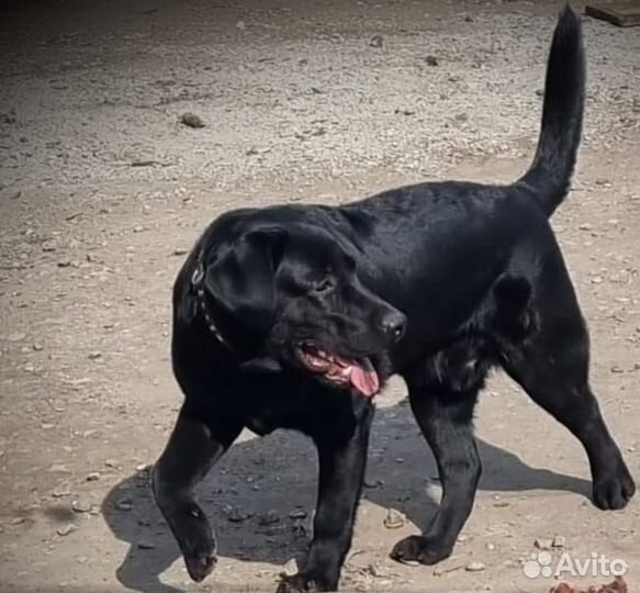 Вязка лабрадор