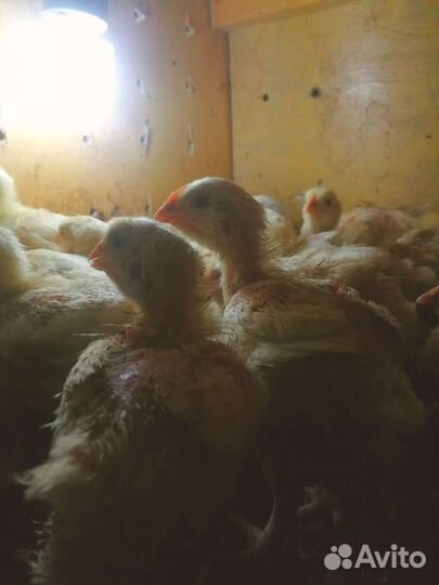 Бройлеры кобб 500