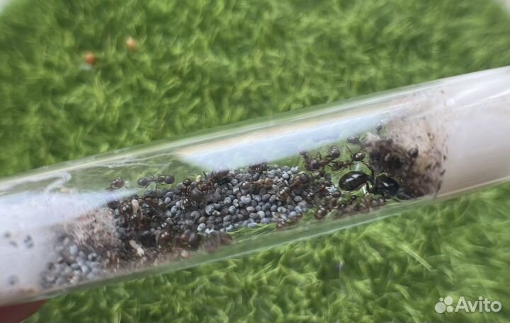 Муравьи жнецы для фермы Messor structor