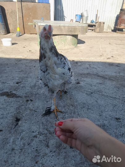 Петух брама