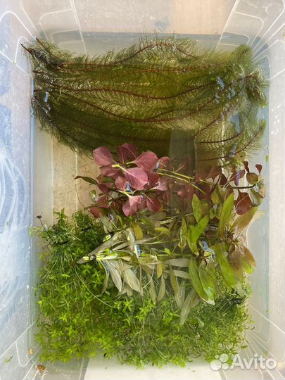 Растения для аквариума