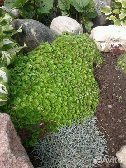 Многолетники разные, почвопокровные