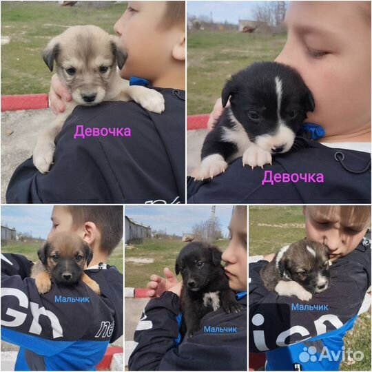 Красивые щенки выброшены нужен дом