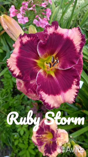 Лилейники сортовые