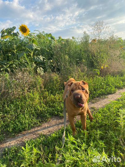 Шарпей вязка