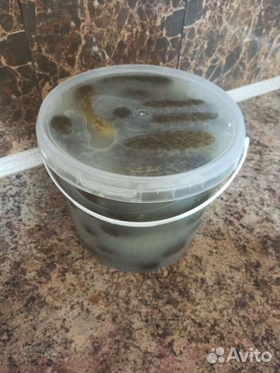 Огурцы соленые бочковые