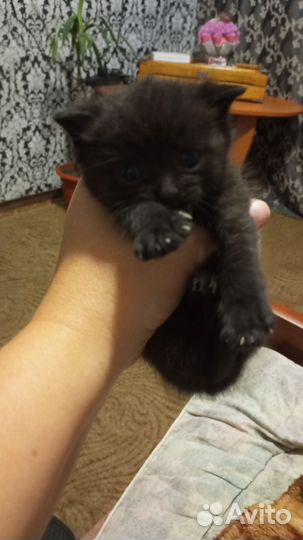 Котята вислоухие