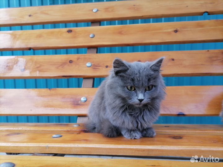 Кошка
