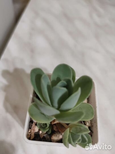 Гриновия, пахифитум, хавортия суккуленты