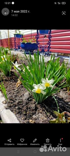 Хризантема,Лилейник,гипсофила, нарциссы, ирис