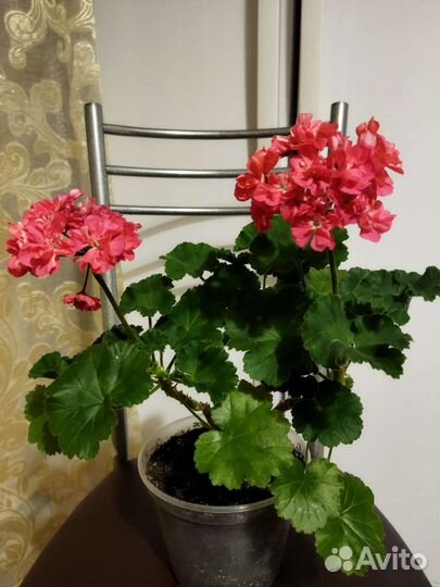 Пеларгония герань