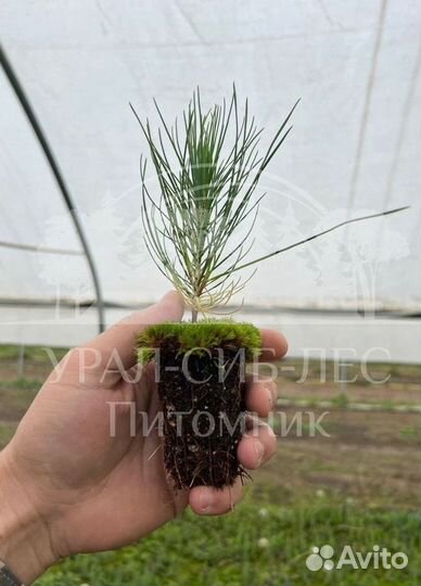 Лиственница Сибирская зкс сеянцы