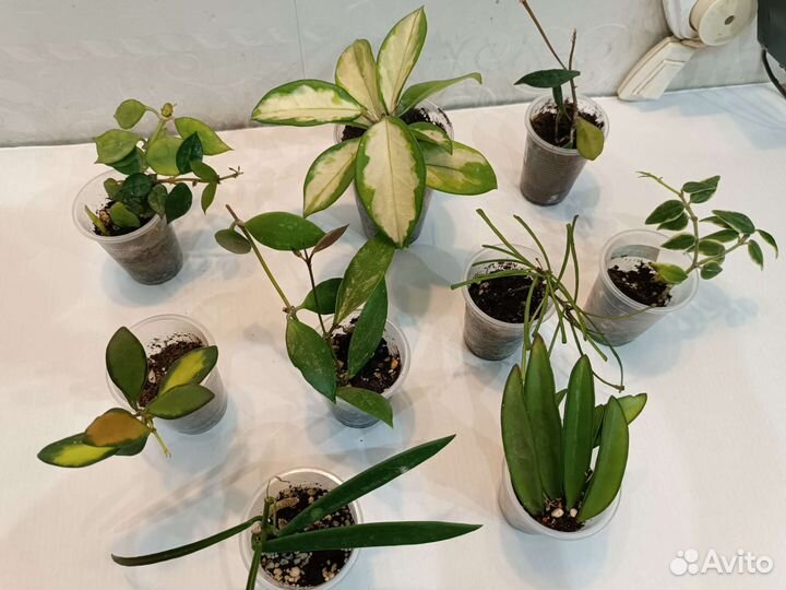 Цветы комнатные растения разные