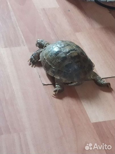 Черепаха сухопутная