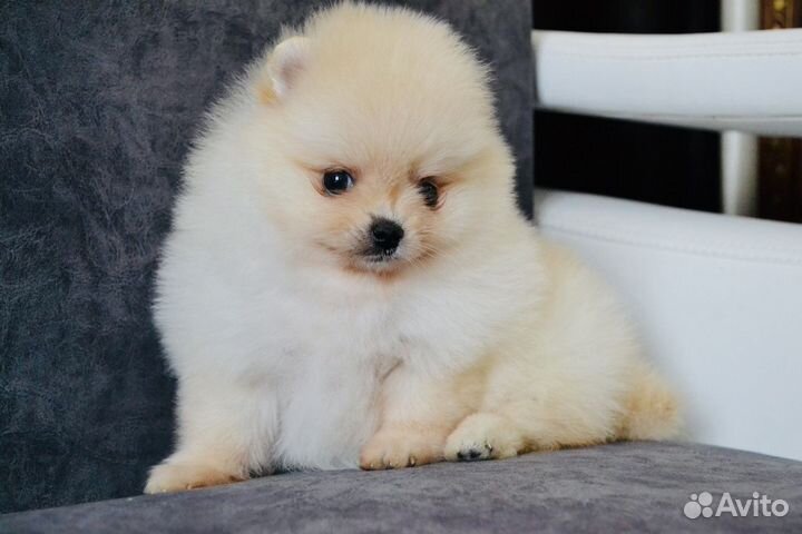 Щенки померанского шпица мини и стандарт