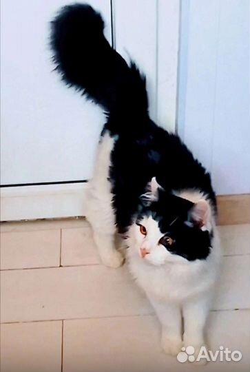 Няшик пушистый котик-медвежонок