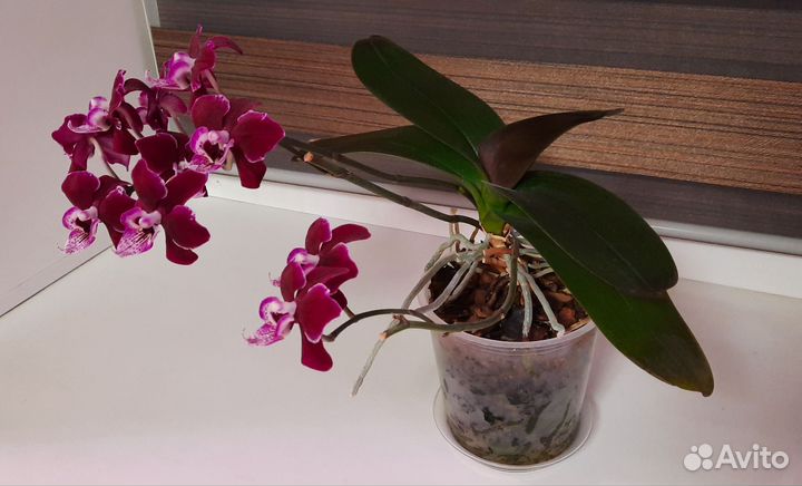 Орхидея фаленопсис Гранберри Чача