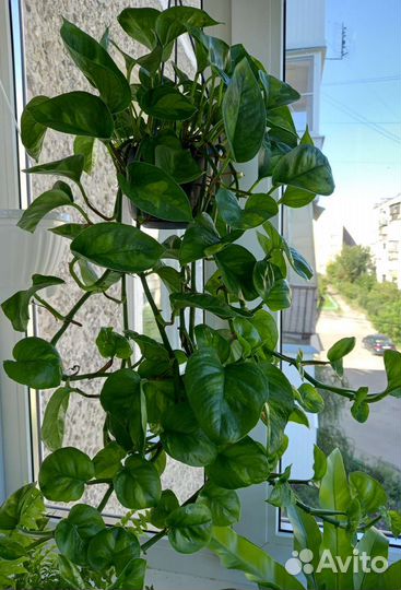 Эпипремнум Глобал Грин