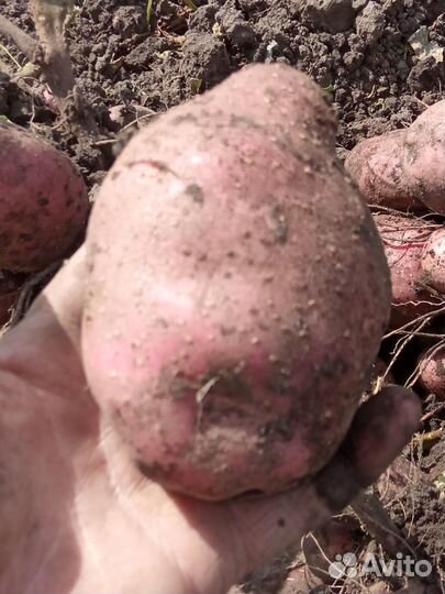 Семенной картофель,отправка почтой в любой регион