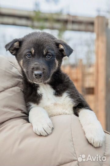 Щенок мальчик