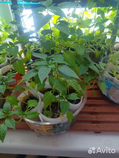 Рассада помидоров томатов, баклажаны, перцы