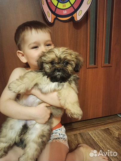 Продаю щенка ши тцу