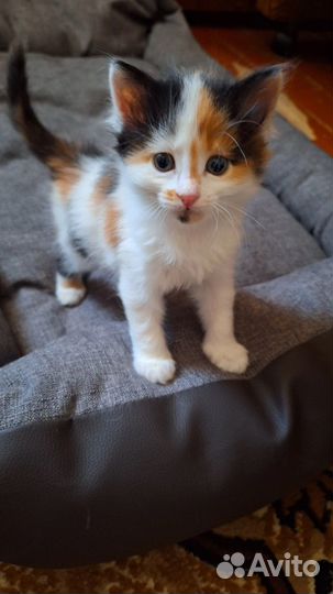 Котята