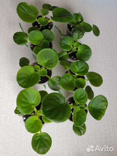 Детки фиалок