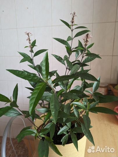 Комнатные цветы