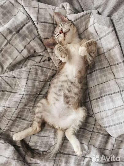 Котенок девочка 3 мес