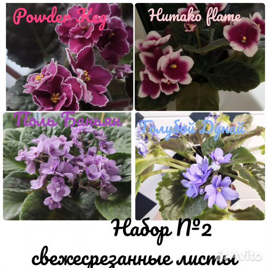 Наборы свежесрезанных листов фиалок/цветы