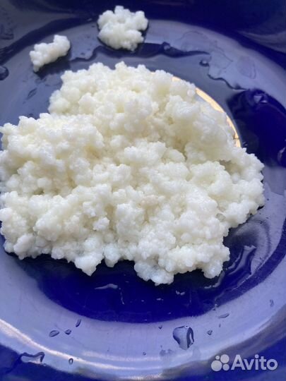 Тибетский молочный гриб(кефирный гриб)