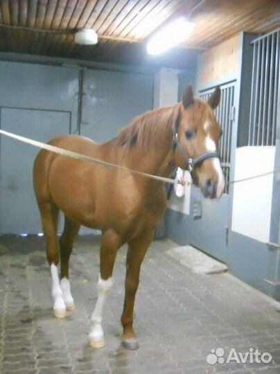 Обучение верховой езде, фотосессии с лошадьми