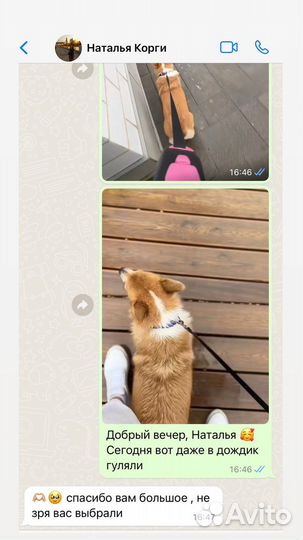 Передержка собак,кошек,птичек.Передержка животных