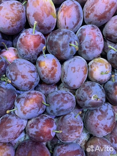 Слива Армения свежая вкусная натуральная