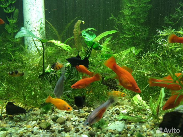 Аквариум 680 литров (был морской)