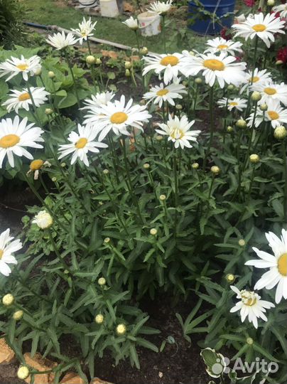 Ромашка и др.мног