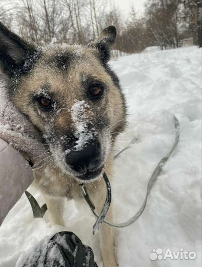Бывшедомашняя собака пропадает в приюте