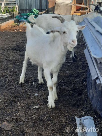 Козы.козоы.козухи.козлята