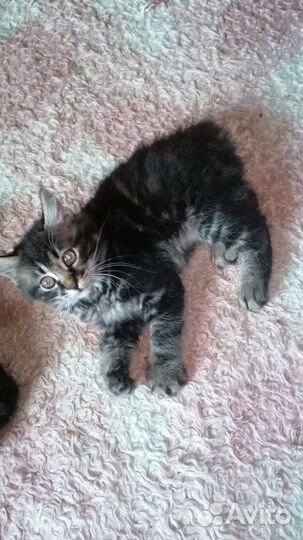 Котята курильского бобтейла. Мини-рысята