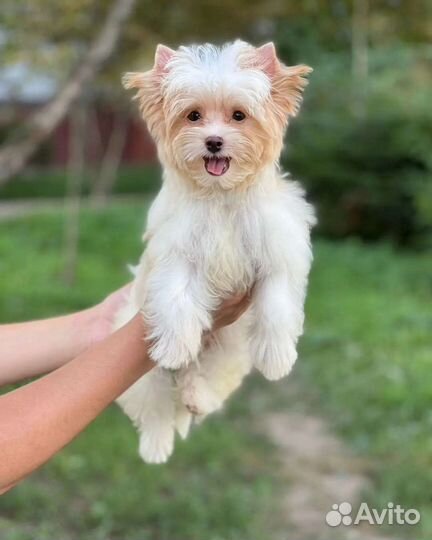 Голддаст йоркширский терьер