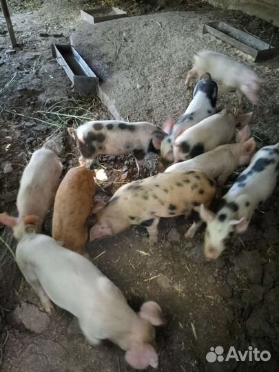 Поросята породы дюрок, ландрас